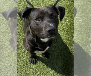 American Pit Bull Terrier Dogs for adoption in Fayetteville, NC, USA