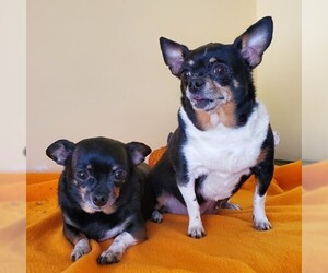Chihuahua Dogs for adoption in Low Moor, VA, USA