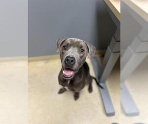 American Pit Bull Terrier-Unknown Mix Dogs for adoption in Chula Vista, CA, USA