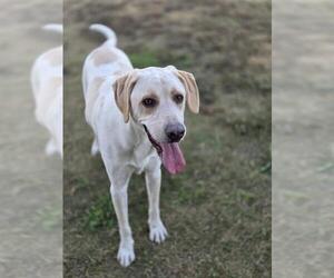 Great Dane-Unknown Mix Dogs for adoption in Temple, TX, USA