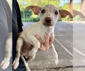 Chihuahua-Unknown Mix Dogs for adoption in Jefferson, NJ, USA