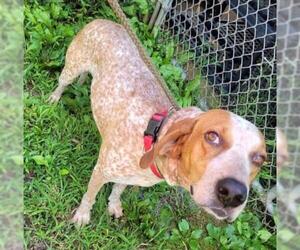 English Coonhound-Unknown Mix Dogs for adoption in Rockaway, NJ, USA