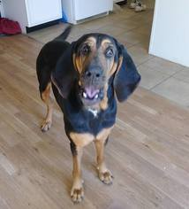 Bloodhound Dogs for adoption in Royal Palm Beach, FL, USA