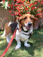 Medium Photo #2 Basset Hound Puppy For Sale in Whittier, CA, USA