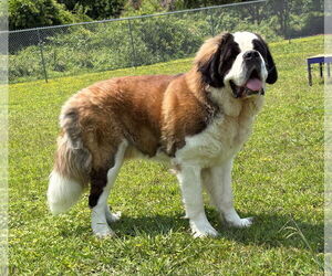Saint Bernard Dogs for adoption in Virginia Beach, VA, USA