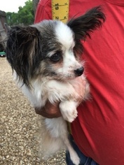 Papillon Dogs for adoption in Pawtucket, RI, USA