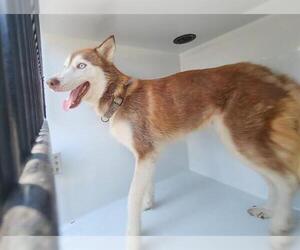 Siberian Husky Dogs for adoption in Houston, TX, USA