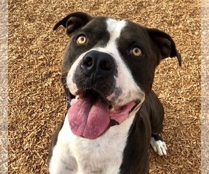 American Bulldog-Unknown Mix Dogs for adoption in Orange, CA, USA