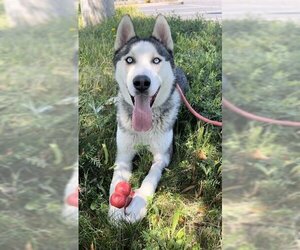 Siberian Husky Dogs for adoption in Sacramento, CA, USA