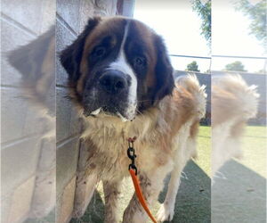 Saint Bernard Dogs for adoption in Lakewood, CO, USA