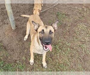 Mutt Dogs for adoption in Bakersfield, CA, USA