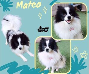 Pomeranian Dogs for adoption in Lindsay, CA, USA