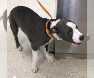 Mutt Dogs for adoption in Riverside, CA, USA