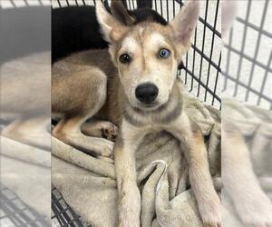 German Shepherd Dog-Unknown Mix Dogs for adoption in Conroe, TX, USA