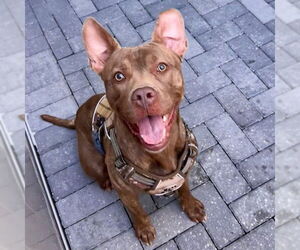 Plott Hound-Unknown Mix Dogs for adoption in Tavares, FL, USA