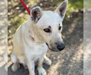 Mutt Dogs for adoption in San Diego, CA, USA