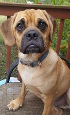 Puggle Dogs for adoption in Newport, KY, USA