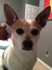 Small Jack Russell Terrier Mix