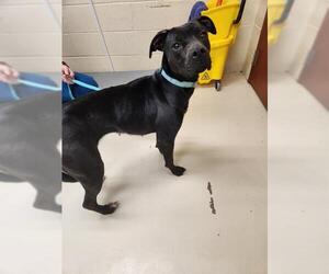 American Pit Bull Terrier-Unknown Mix Dogs for adoption in Center Township, PA, USA