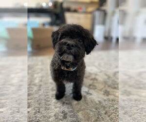 Havanese Dogs for adoption in Wheaton, IL, USA