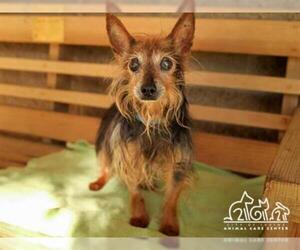 Australian Terrier Dogs for adoption in Irvine, CA, USA