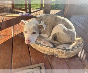 Catahoula Leopard Dog Dogs for adoption in Raleigh, NC, USA