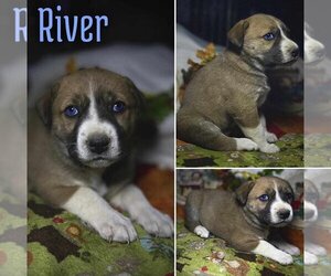 Huskies -Labrador Retriever Mix Dogs for adoption in SHERBURNE, NY, USA