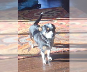 Rat-Cha Dogs for adoption in Tehachapi, CA, USA