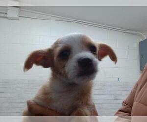 - Mix Dogs for adoption in San Bernardino, CA, USA
