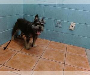 Miniature Schnauzer-Unknown Mix Dogs for adoption in Downey, CA, USA