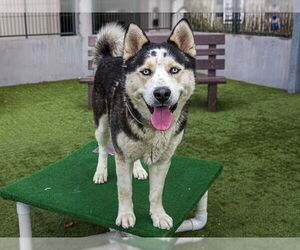 Siberian Husky-Unknown Mix Dogs for adoption in Pasadena, CA, USA