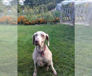 Weimaraner Dogs for adoption in Caribou, ME, USA