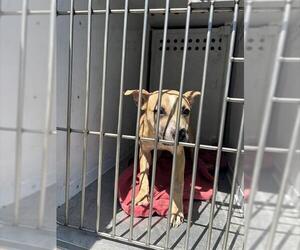 American Pit Bull Terrier-Unknown Mix Dogs for adoption in Sacramento, CA, USA