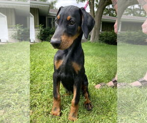 Doberman Pinscher Dogs for adoption in Buffalo, MN, USA