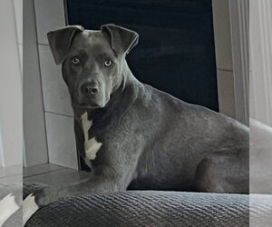 American Pit Bull Terrier-Unknown Mix Dogs for adoption in Germantown, OH, USA