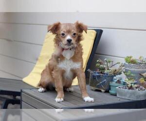Pekalier Dogs for adoption in Palo Alto, CA, USA