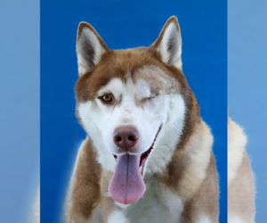 Siberian Husky Dogs for adoption in Pasadena, CA, USA