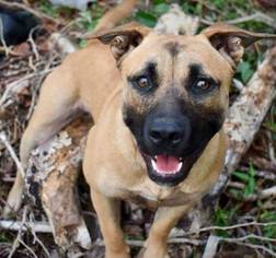Mutt Dogs for adoption in Lithia, FL, USA
