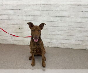American Pit Bull Terrier-Unknown Mix Dogs for adoption in San Bernardino, CA, USA