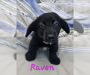 Mutt Dogs for adoption in Royal Palm Beach, FL, USA