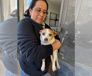 Chihuahua-Unknown Mix Dogs for adoption in W Hollywood, CA, USA