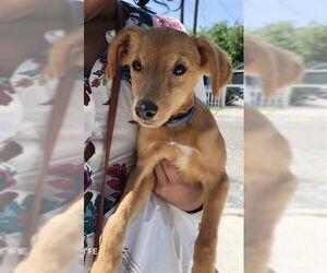 Mutt Dogs for adoption in San Antonio, TX, USA