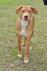 Vizsla Dogs for adoption in Bryan, TX, USA