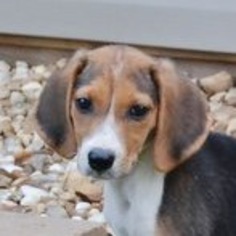 Beagle-Unknown Mix Dogs for adoption in Yardley, PA, USA