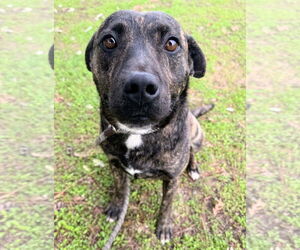American Pit Bull Terrier-German Shepherd Dog Mix Dogs for adoption in Woodland, CA, USA