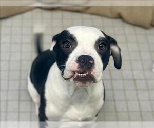 American Staffordshire Terrier-Boxer Mix Dogs for adoption in Fort Collins, CO, USA