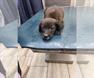 Mutt Dogs for adoption in Mobile, AL, USA