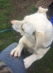 Dorgi Dogs for adoption in Pottstown, PA, USA