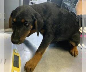 Doberman Pinscher-Unknown Mix Dogs for adoption in Visalia, CA, USA