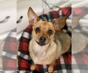 Chiweenie Dogs for adoption in Texarkana, TX, USA